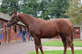 L O T  451 T B K1 1119 Tattersalls