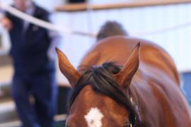 Lot  457 T B K1 2282 Tattersalls