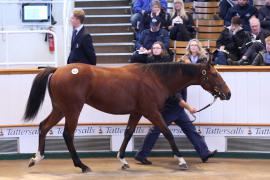 Lot  457 T B K1 2285 Tattersalls