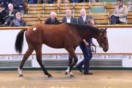 Lot  457 T B K1 2292 Tattersalls