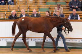 Lot  461 T B K1 2368 Tattersalls