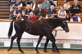 Lot  277 T B K1 8367 Tattersalls