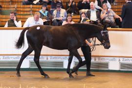 Lot  277 T B K1 8375 Tattersalls