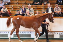 Lot  298 T B K1 8626 Tattersalls