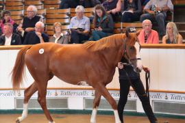 Lot  298 T B K1 8638 Tattersalls