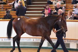 Lot  299 T B K1 8761 Tattersalls