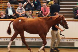 Lot  316 T B K1 8928 Tattersalls