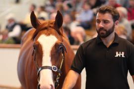 Lot  316 T B K1 8972 Tattersalls