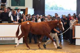 Lot  316 T B K1 8995 Tattersalls