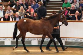 Lot  325 T B K1 9115 Tattersalls