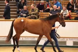 Lot  333 T B K1 9386 Tattersalls