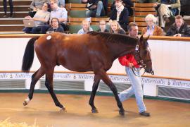 Lot  394 T B K1 1451 Tattersalls