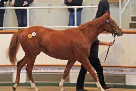 Lot  175 T O12733 Tattersalls