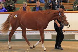 Lot  175 T O12738 Tattersalls