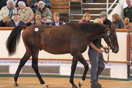 Lot  237 T O13316 Tattersalls