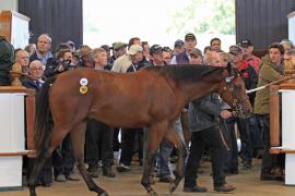 Lot  245 T O13596 Tattersalls