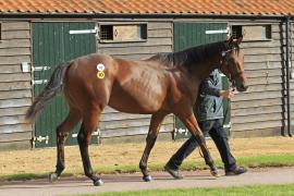 Lot  245 T O13624 Tattersalls