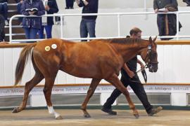 Lot  259 T O13745 Tattersalls