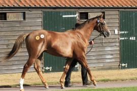 Lot  259 T O13785 Tattersalls