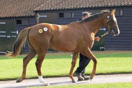 Lot  259 T O13794 Tattersalls