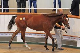 Lot  261 T O13852 Tattersalls