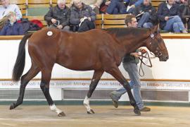 Lot  263 T O13933 Tattersalls