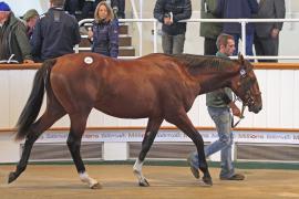 Lot  263 T O13948 Tattersalls