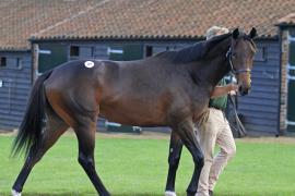 Lot  297 T O14441 Tattersalls