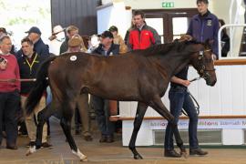 Lot  318 T O14548 Tattersalls