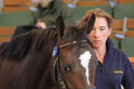 Lot  318 T O14553 Tattersalls