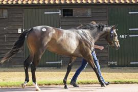 Lot  318 T O14572 Tattersalls