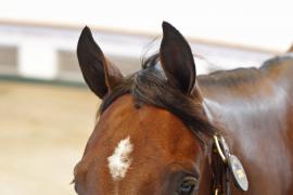 Lot  326 T O14673 Tattersalls