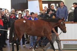 Lot  327 T O14786 Tattersalls