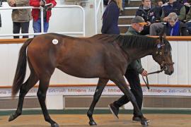 Lot  331 T O14853 Tattersalls