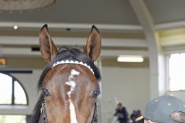 Lot  331 T O14935 Tattersalls