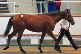 Lot  343 T O14958 Tattersalls