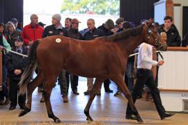 Lot  343 T O14987 Tattersalls