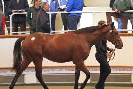 Lot  367 T O15244 Tattersalls