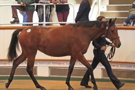 Lot  367 T O15253 Tattersalls