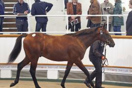 Lot  395 T O15513 Tattersalls