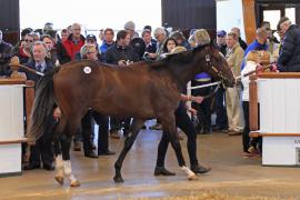 Lot  398 T O15558 Tattersalls