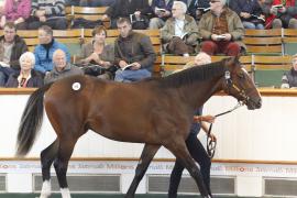 Lot  398 T O15633 Tattersalls