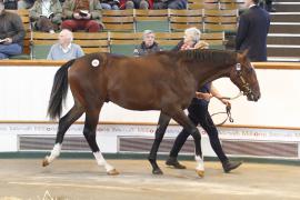 Lot  398 T O15638 Tattersalls