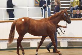 Lot  411 T O15792 Tattersalls