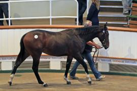 Lot  415 T O15849 Tattersalls