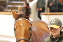 Lot  435 T O15894 Tattersalls