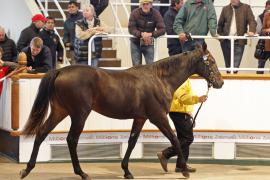 Lot  436 T O15947 Tattersalls