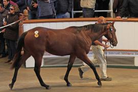 Lot  444 T O16178 Tattersalls