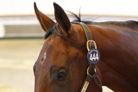 Lot  444 T O16255 Tattersalls