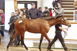 Lot  459 T O16336 Tattersalls